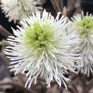 Fothergilla major 'Mt. Airy'