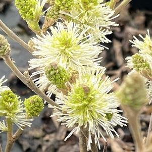 Fothergilla major 'Blue Shadow'
