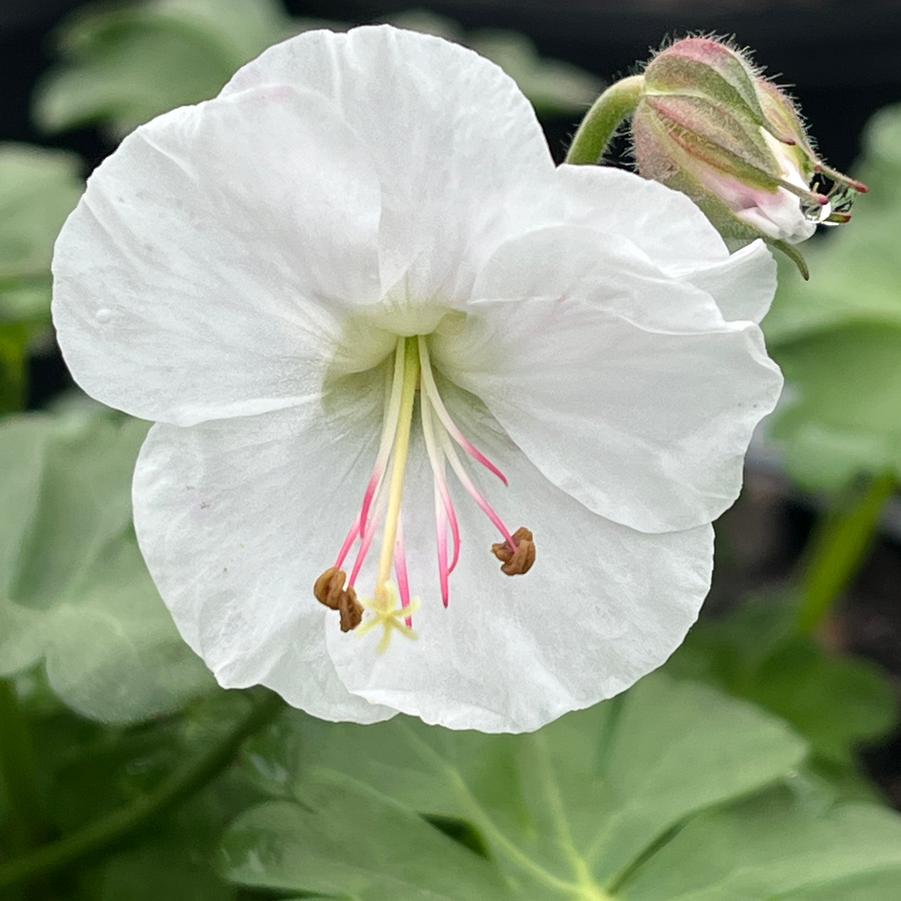 Geranium x cantabrigiense 'Biokovo'