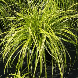 Carex oshimensis EverColor® 'Everillo'
