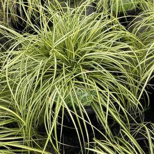 Carex oshimensis EverColor® EverColor® 'Eversheen'