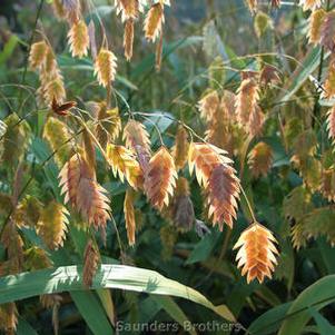 Chasmanthium latifolium