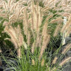 Pennisetum alopecuroides WorryFree Etouffee™