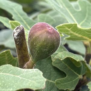 Ficus carica 'Hardy Chicago'
