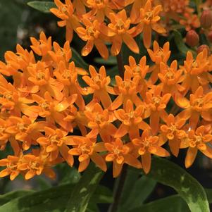 Asclepias tuberosa
