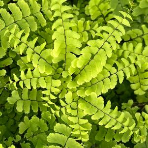 Adiantum pedatum
