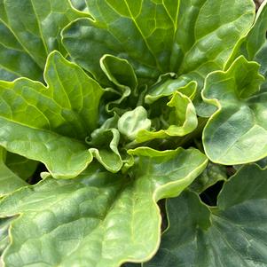 Arnoglossum atriplicifolium