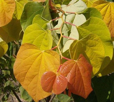 Cercis canadensis The Rising Sun™