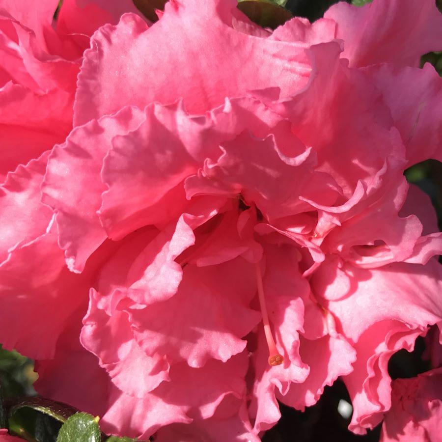 Azalea Bloom-A-Thon® Pink Double