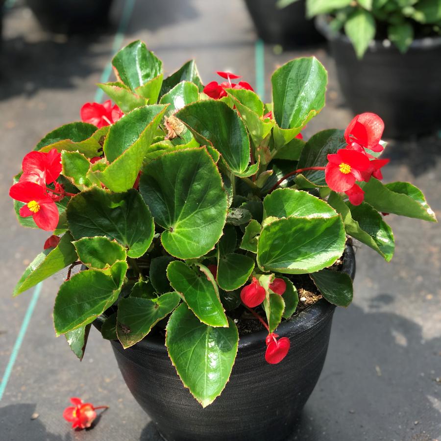 Begonia BIG™ Red with Green Leaf