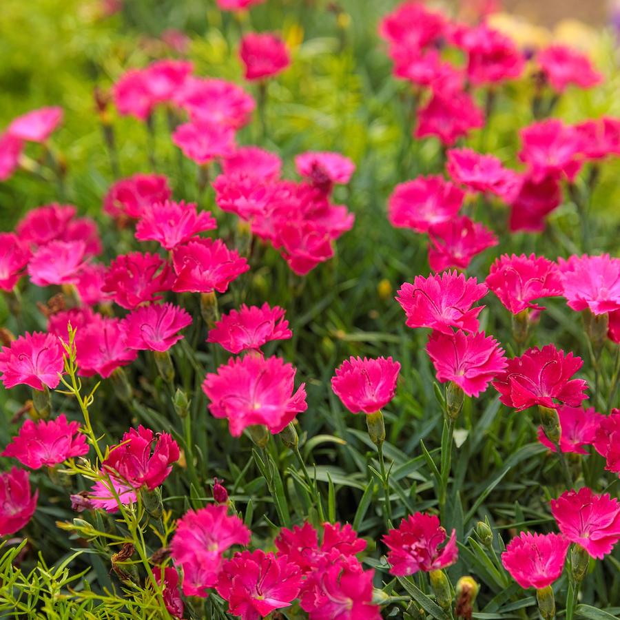 Dianthus 'Paint the Town Magenta' 