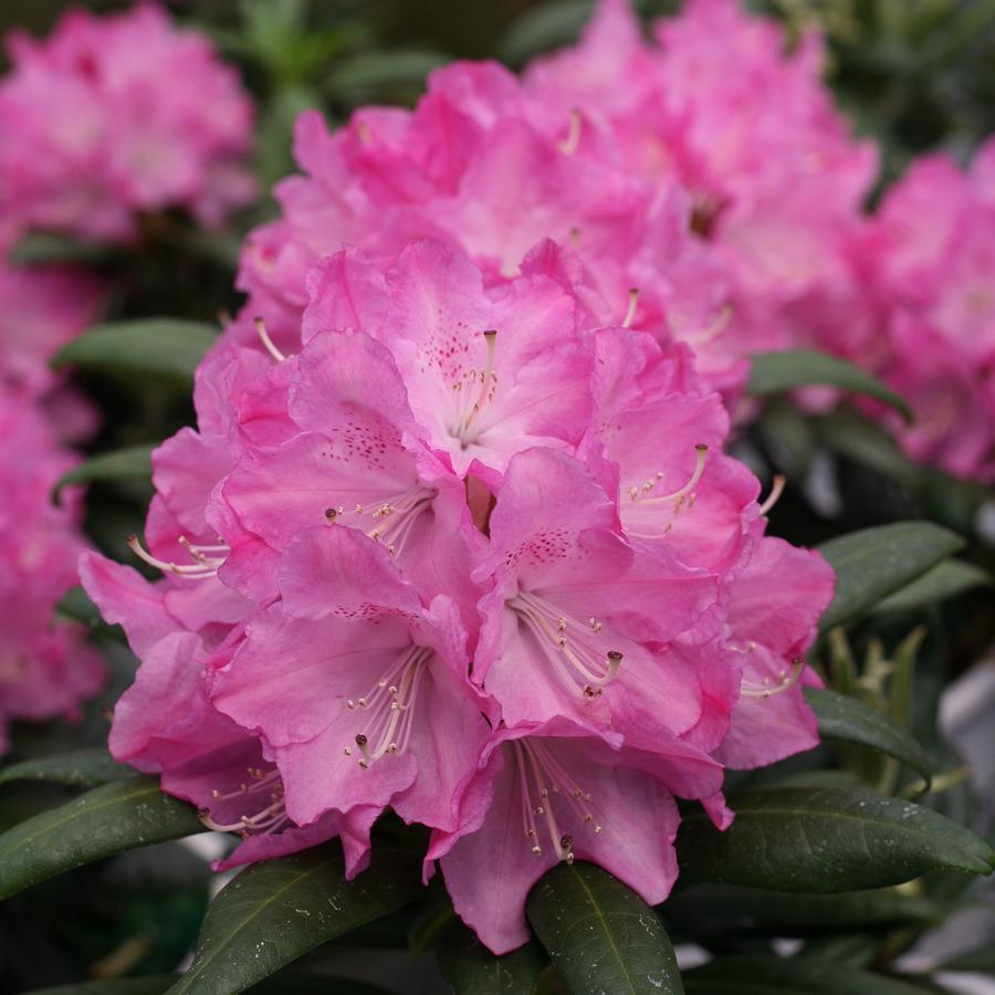 Rhododendron x Proven Winners® Color Choice® Dandy Man® Pink