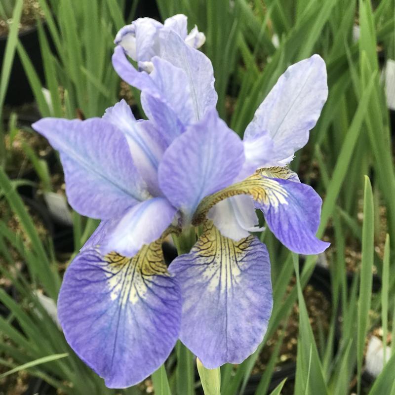 Iris siberica 'Perry's Blue'
