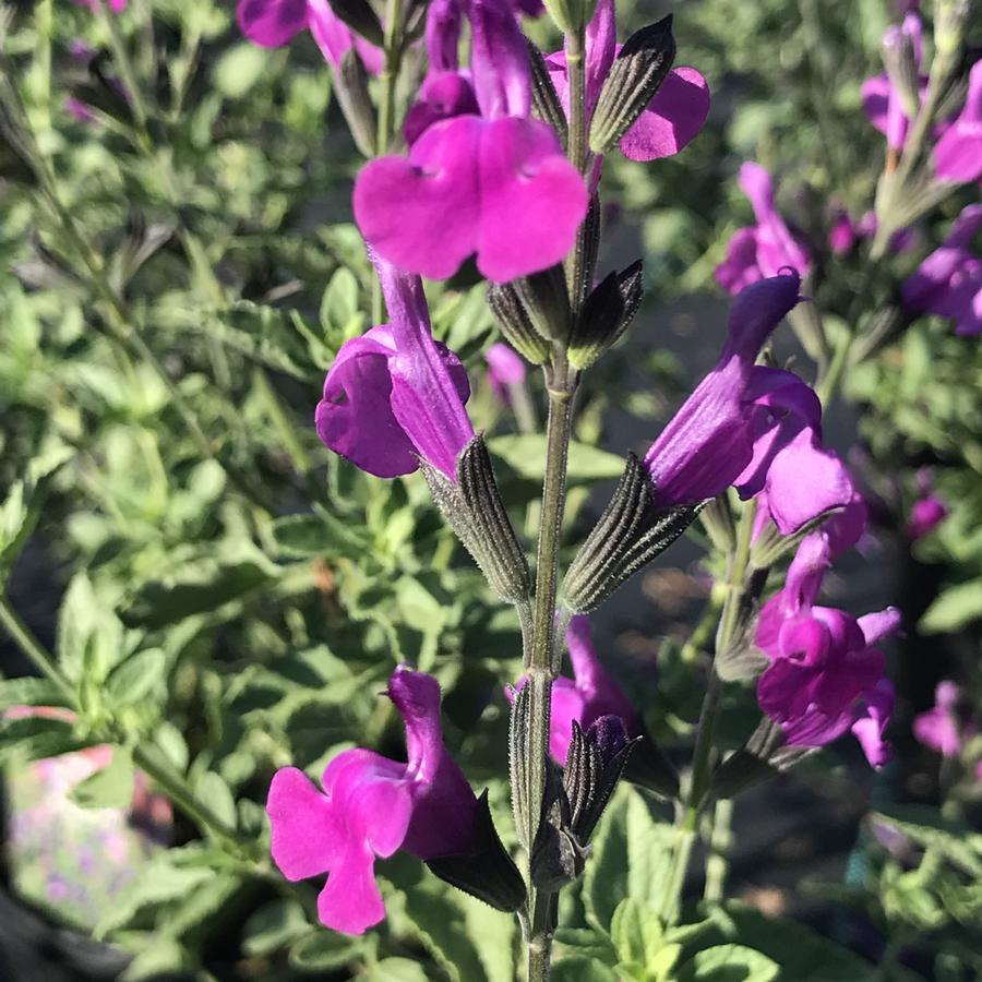 Salvia x greggii Arctic Blaze® Purple