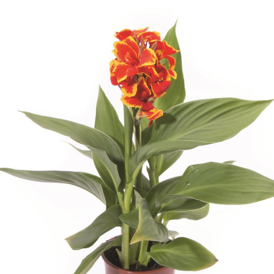 Canna Cannova® Red Golden Flame