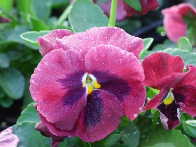 Pansy Majestic Giant II Rose with Blotch