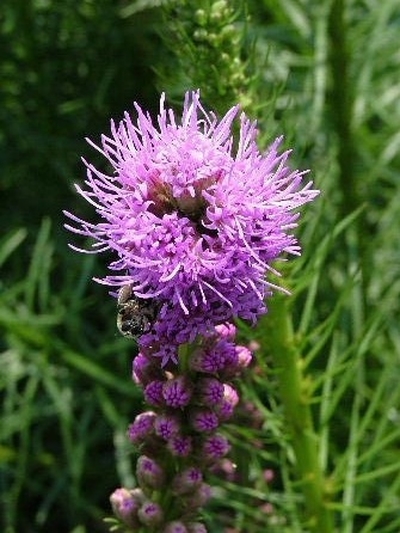 Liatris spicata 'Floristan Violet'