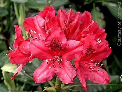 Rhododendron catawbiense 'Nova Zembla'