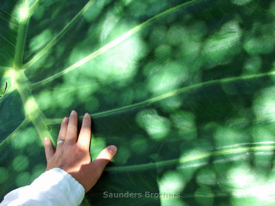 Colocasia gigantea 'Thailand Giant Strain'