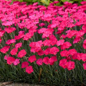 Dianthus 'Paint the Town Magenta' 