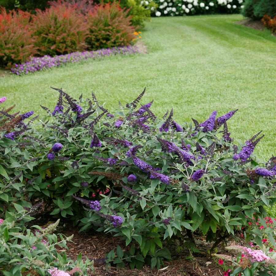 Buddleia x Proven Winners® Color Choice® Pugster Blue®