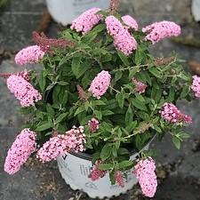 Buddleia x Proven Winners® Color Choice® Pugster Pink®