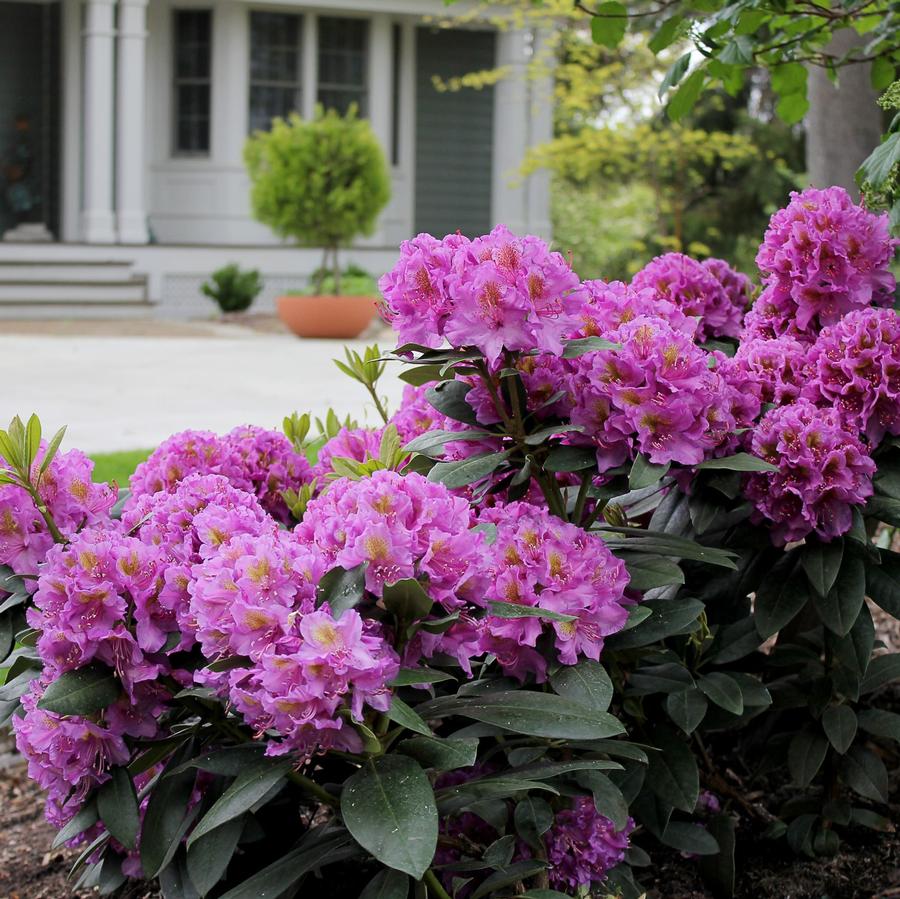 Rhododendron Proven Winners® Color Choice® Dandy Man® Purple