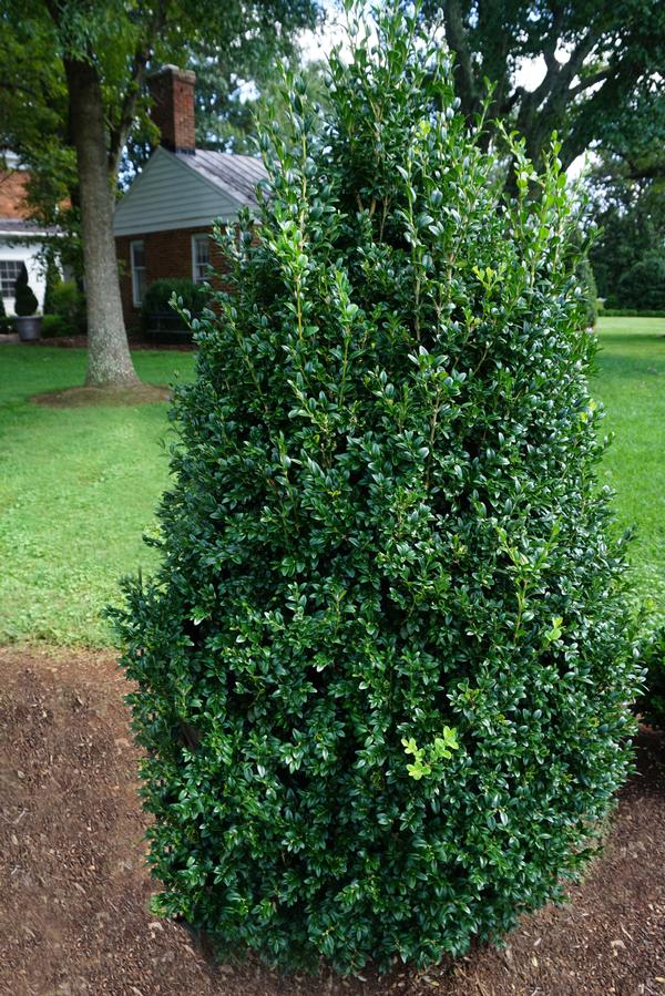 Buxus sempervirens 'Piney Mountain'