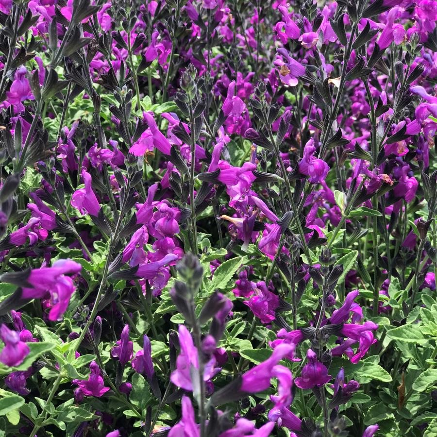 Salvia x greggii Arctic Blaze® Purple