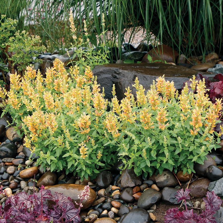 Agastache hybrid POQUITO® Butter Yellow