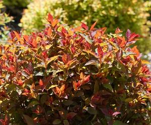 Spiraea x Proven Winners® Color Choice® Double Play Doozie®